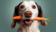 Hund mit möhre Karotte im Maul vegan Mund Vegetarier isst Vegetarische Nahrung gesunde Ernährung Vitamine für Tiere