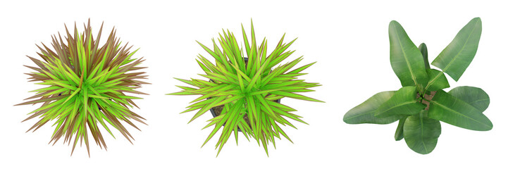 Wall Mural - set of plant in a pot on top view isolated on transparent background, 3d render.