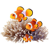 clownfish family on soft coral isolated on transparent background cutout , generative ai