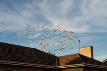 Homing Pigeons In Flight Over An Australian Red Brick House