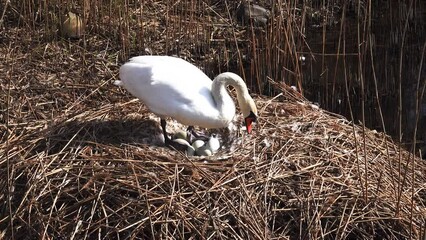 Sticker - female white swan sits on a nest in the reeds on the lake