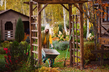 Seasonal Autumn Garden Work. Woman Gardener At Wooden Pergola With Wheelbarrow. Natural Country Living