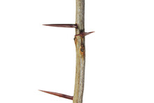 A Branch With Sharp Long Thorns