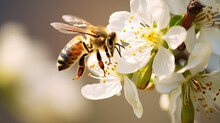 Bee On Flower Macro Photo