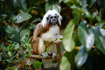 Wall Mural - cotton-top tamarin sitting on the branches