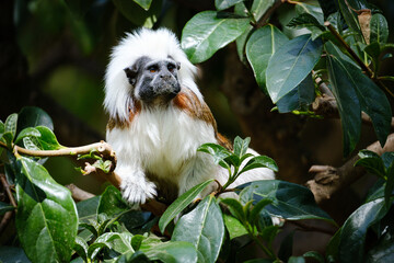 Sticker - cotton-top tamarin sitting on the branches