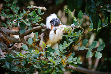 Sticker - cotton-top tamarin sitting on the branches