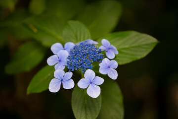 Natural flower background. Flowering hydrangea serrata..