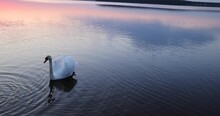 swans floating on the lake during sunset in spring, beautiful white swans feed during sunset on the lake