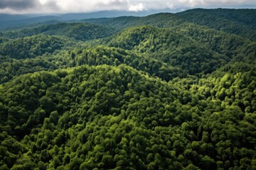 Sticker - aerial view of a dense, green forest landscape