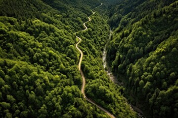 Poster - aerial view of a winding mountain trail through lush forest