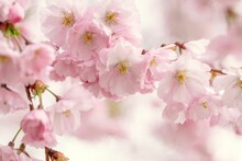 Blossoming Cherry Tree With Pink Flowers