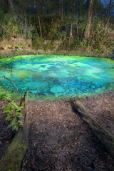 Wall Mural - An Illuminated Private Duckweed Covered Sinkhole at Night in Florida