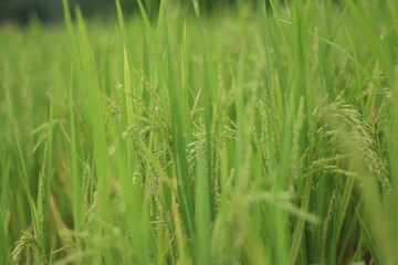 green rice field