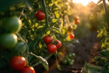 Tomato Field Inside A Farm - Rural Landscape