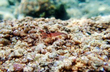 Sticker - Peppermint shrimp, underwater image into the Mediterranean sea