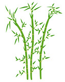 Fototapeta Sypialnia - bamboo isolated on white background
