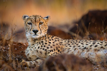 cheetah looking around for food as it lies on the ground in the late afternoon