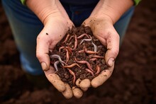 Handful Of Worm Castings, Rich In Nutrients For Plants