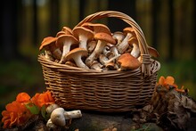 Basket Filled With Freshly Picked Wild Mushrooms
