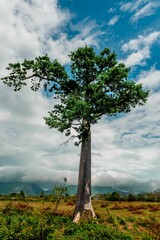 Sticker - A big tree stand alone with a background full of clouds and mountains under a tropical day