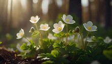 Beautiful White Flowers Of Anemones In Spring On Background Forest In Sunlight In Nature. Spring Morning Forest Landscape With Flowering Primroses, Soft Selective Focus, Ai Generated Image