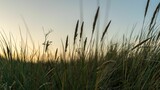 Fototapeta Na sufit - A closeup shot of blades of grass in the wind near a beach shore