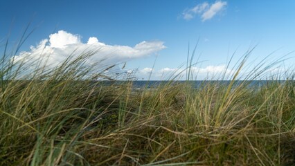 Sticker - Close-up of individual blades of grass blowing in the wind on the sandy beach shore