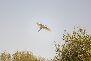 Canvas Print - Majestic white great egret (Ardea alba) soaring gracefully through a landscape of lush green trees