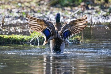 Wall Mural - Duck soaring above a tranquil body of water and creating a splash as they enter the water