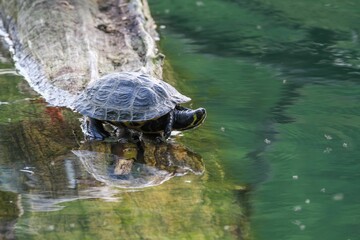 Poster - Close up shot of a turtle perched on a log floating in a tranquil body of water