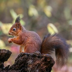 Wall Mural - Closeup of a common squirrel (Sciurus vulgaris) on a trunk of a tree against a blurred background