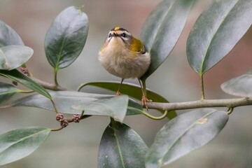 Wall Mural - Closeup of a Common Firecrest(Regulus ignicapilla) on a trunk of a tree against a blurred background