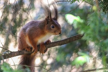 Sticker - Closeup shot of a red squirrel on a tree branch. Sciurus vulgaris.