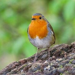 Sticker - Closeup shot of a European robin, Erithacus rubecula.