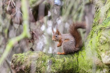 Poster - Red squirrel on a tree branch surveying its surroundings.