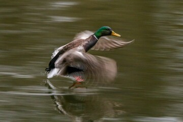 Poster - Mallard duck in mid-air in the midst of landing on the surface of a still lake