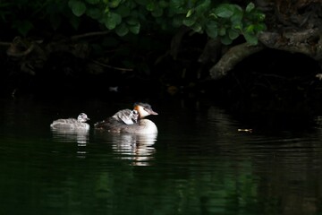 Wall Mural - Great crested grebe with dabchicks perched on a body of water with shrubs in background