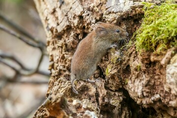 Canvas Print - Close-up image of a Bank vole, a species of rodent, in its natural habitat
