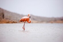 Single, Vibrant Pink Flamingo Standing In Shallow Waters