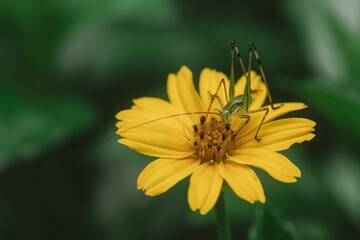 Sticker - Green grasshopper on a yellow flower.