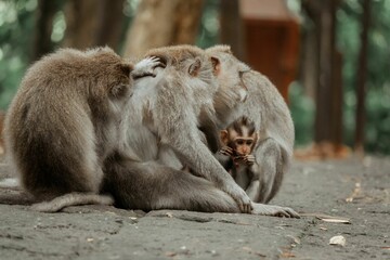 Poster - Family of crab-eating macaques in Ubud Monkey Forest, Bali.