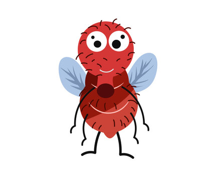 cute fly seen from front on white background