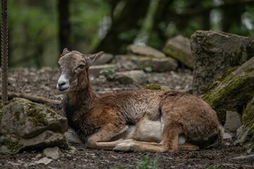 Sticker - Female of rock goat resting comfortably in a peaceful mountain landscape in Germany