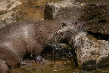 Poster - Otter relaxing near the pond water in Germany