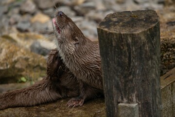 Sticker - Otter relaxing near the pond water in Germany