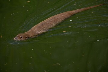 Sticker - Close-up of an otter floating in tranquil water, its head above the surface, facing the camera.