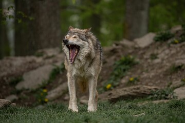 Canvas Print - Grey wolf standing in a green meadow yawning.