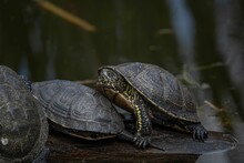 Turtles On A Log In The Water Next To Each Other