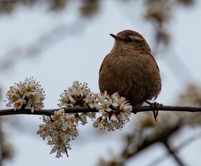 Sticker - there is a bird that is on the tree branch with flowers